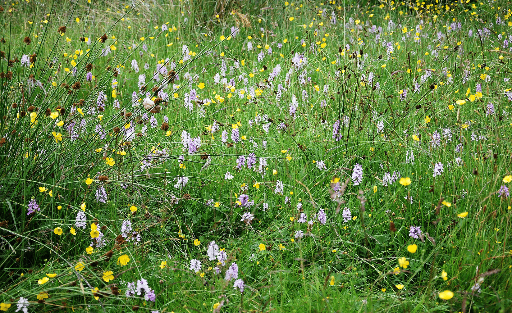 Example Wildflowers, wetlands and wildlife project